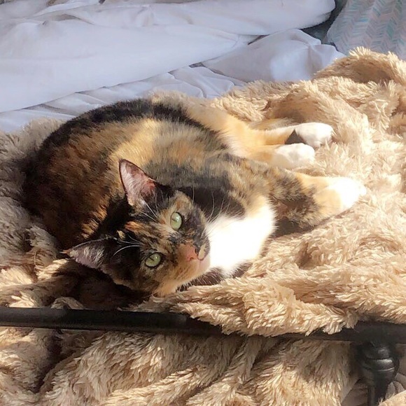 Meet your Posher, Riley - Picture 2 of 3